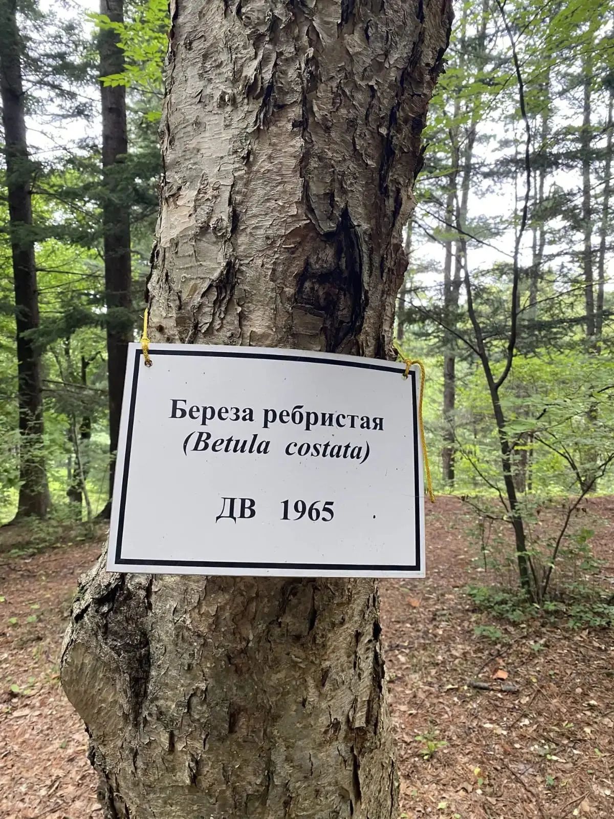 «Дендрарий»