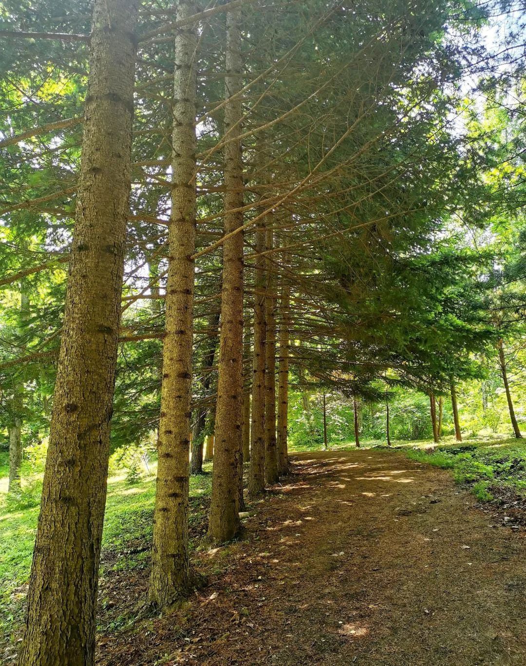 «Дендрарий»